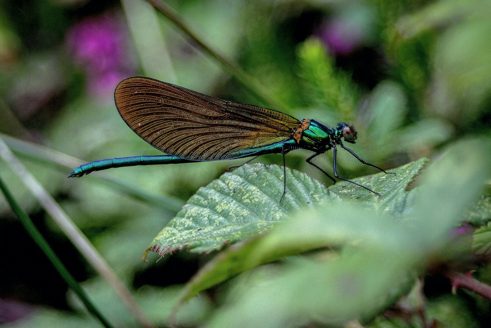 Nature’s Bounty: The Abundant Gifts of Earth’s Flora for All Beings